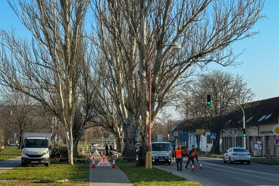 Orez stromov na Rybníkovej. | Foto: red., Trnavské rádio