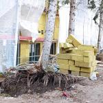 Strom mal korene vonku | Zdroj: DHZ Voderady