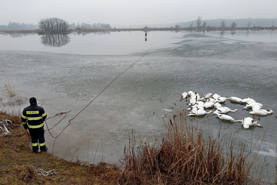 Hasiči vyťahovali z vody uhynuté labute | Foto: Správa CHKO Záhorie