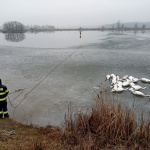 Hasiči vyťahovali z vody uhynuté labute | Foto: Správa CHKO Záhorie