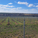 Vinári tam budú môcť pestovať aj nové odrody | Zdroj: Správa majetku mesta Skalica