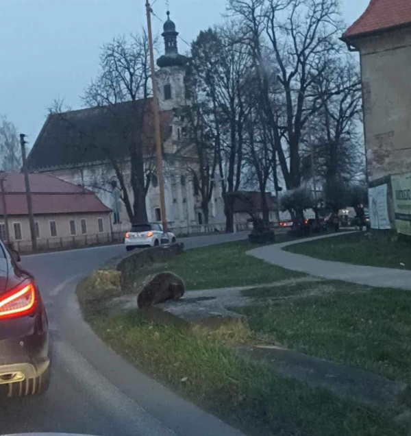 Bobor na krajnici | Zdroj: Martin Oravec