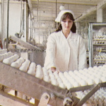 Automatická linka na triedenie vajec v Hydinárskych závodoch v Cíferi. | Zdroj: Dagmar Veliká a kol., 1983