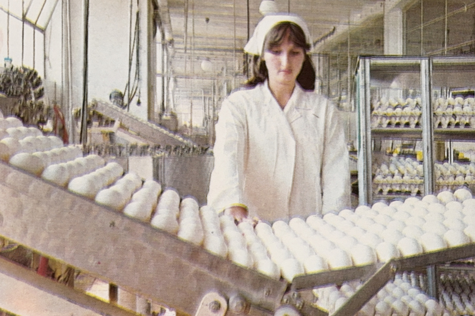 Automatická linka na triedenie vajec v Hydinárskych závodoch v Cíferi. | Zdroj: Dagmar Veliká a kol., 1983