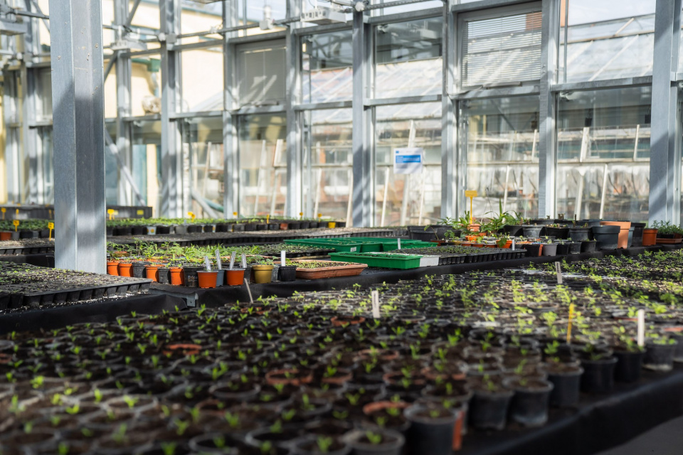 V skleníku je 135 nových záhradníckych stolov | Zdroj: TTSK