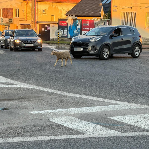 Vodiči dali ovečke prednosť v jazde. Viacerí si ju stihli aj vyfotiť. | Foto: Julius Šefčík, Trnava inak, fb