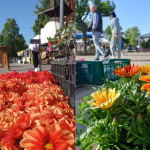 Aktuálna fotografia z Florafestu | Zdroj: Mesto Sereď