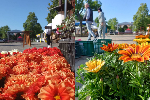 Aktuálna fotografia z Florafestu | Zdroj: Mesto Sereď