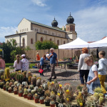 Môžete sa poobzerať aj nakúpiť výstava kaktusov | Foto: Mesto Trnava