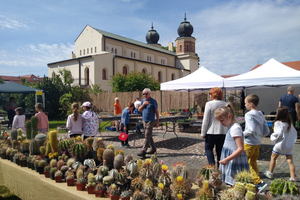 Môžete sa poobzerať aj nakúpiť výstava kaktusov | Foto: Mesto Trnava