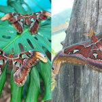 Motýľ Attacus Atlas | Zdroj: Motýlia Záhrada