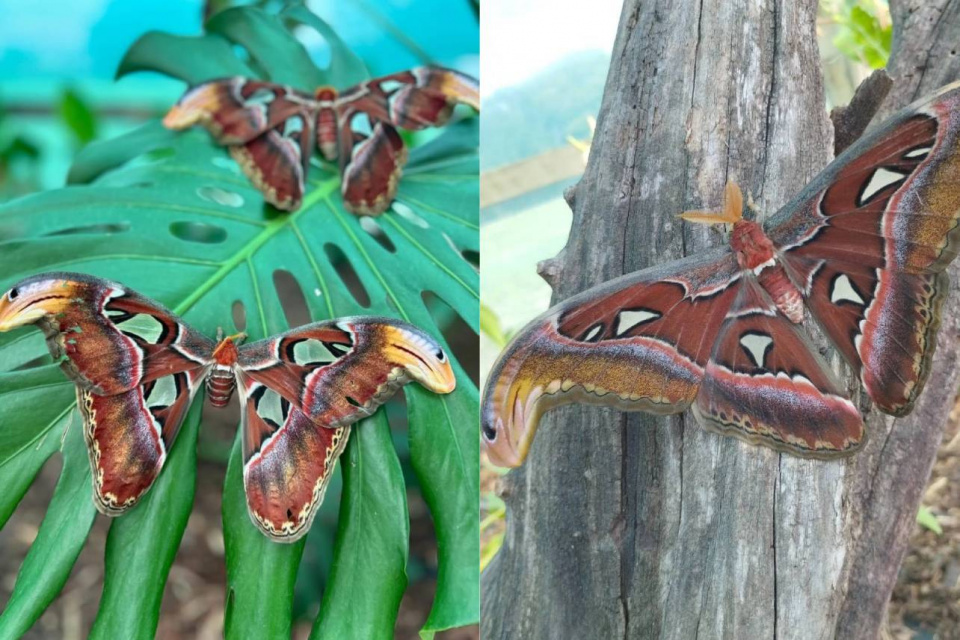 Motýľ Attacus Atlas | Zdroj: Motýlia Záhrada