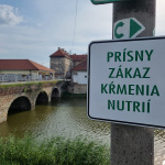 Nutrie sa pohybujú v okolí zámku | Foto: Fb  Mesto Holíč