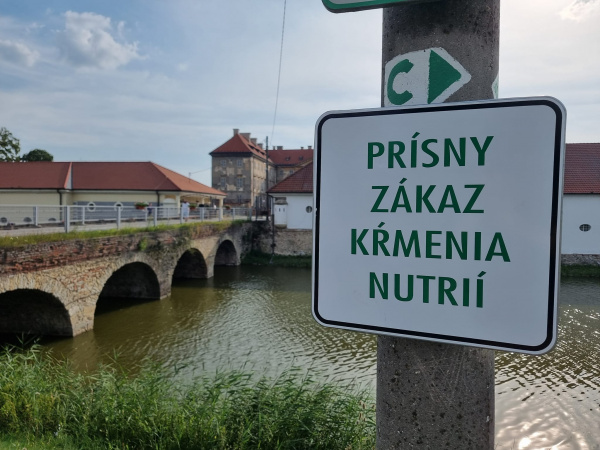 Nutrie sa pohybujú v okolí zámku | Foto: Fb  Mesto Holíč