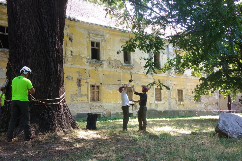 Arboristi pri práci | Zdroj: Zuzana Slahučková