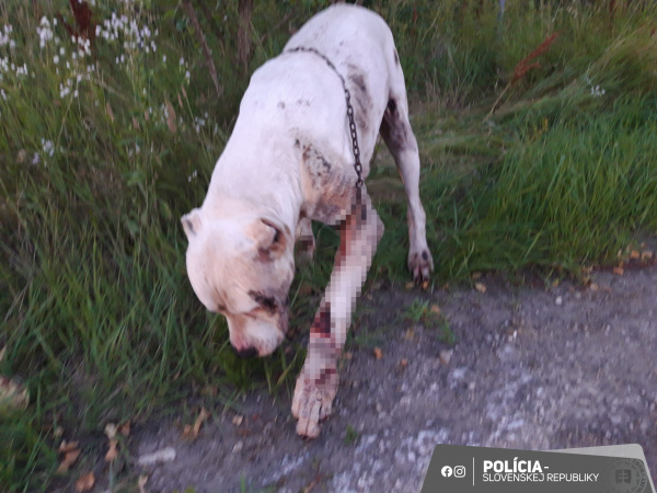 Zranená doga | Foto: Polícia Slovenskej republiky