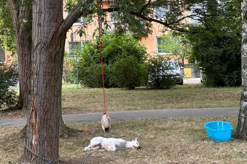 Kritici upozorňujú, že pes na reťazi byť podľa zákona nesmie. | Foto: Martinka Mazúrová, Mesto Piešťany - To Najlepšie z Piešťan, fb