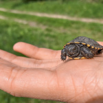 Mláďatko korytnačky močiarnej | Foto: BROZ