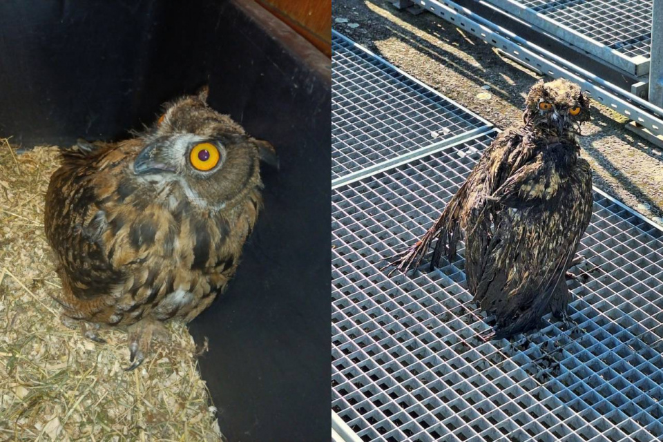 Vľavo je výr už v poriadku, na fotografii vpravo vidno, aký bol po zachránení | Zdroj: Záchranná stanica pri Správe CHKO Záhorie