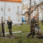 V Trnave sa opäť bude sadiť | Zdroj: Fb Peter Bročka