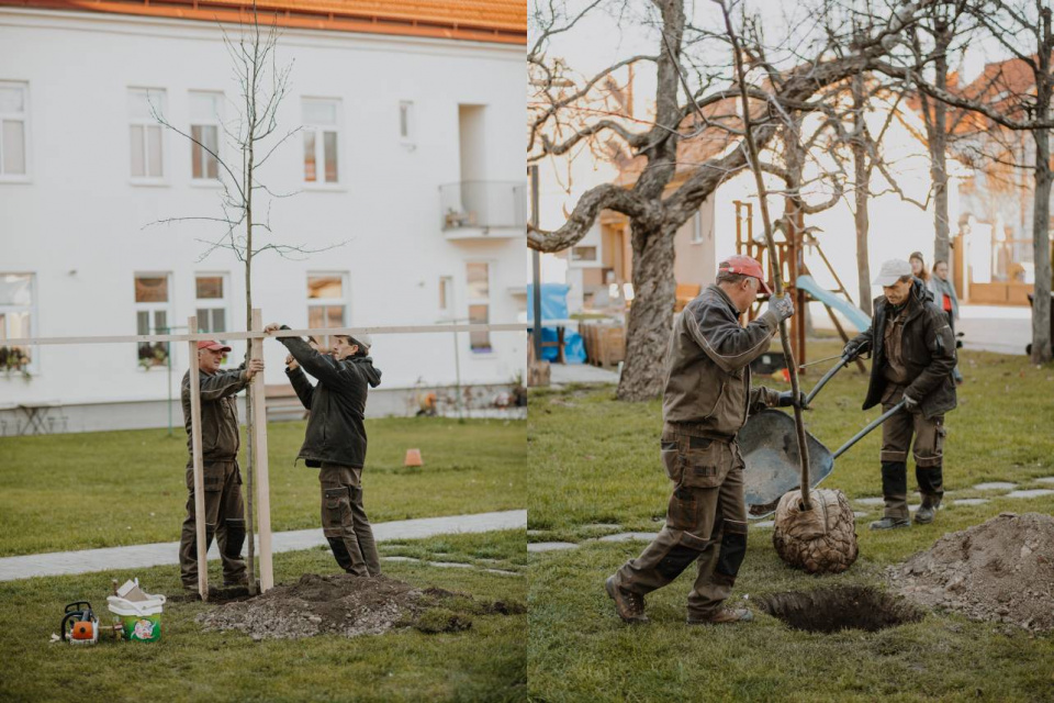 V Trnave sa opäť bude sadiť | Zdroj: Fb Peter Bročka