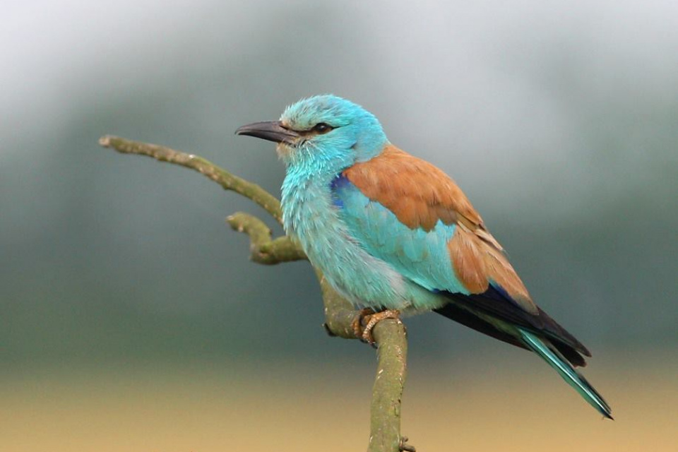 Krakľa belasá | Ilustr. foto: Števo Benko/ SOS Birdlife Slovensko