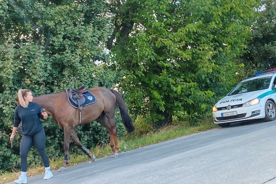Polícia koňa odchytila | Zdroj: KR PZ Trnava
