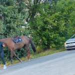 Polícia koňa odchytila | Zdroj: KR PZ Trnava