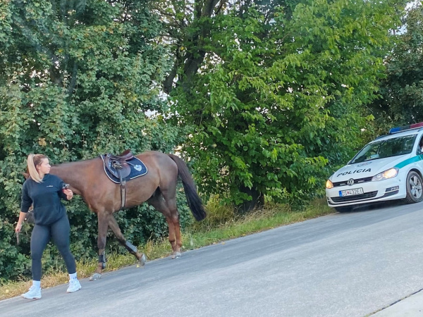 Polícia koňa odchytila | Zdroj: KR PZ Trnava