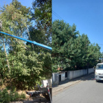 Arboristi sa venujú stromom v Smoleniciach | Zdroj: Obec Smolenice