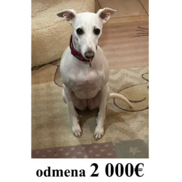 Za nájdenie psíka núkajú netradične vysokú odmenu. | Foto: Útulok Trnava, fb
