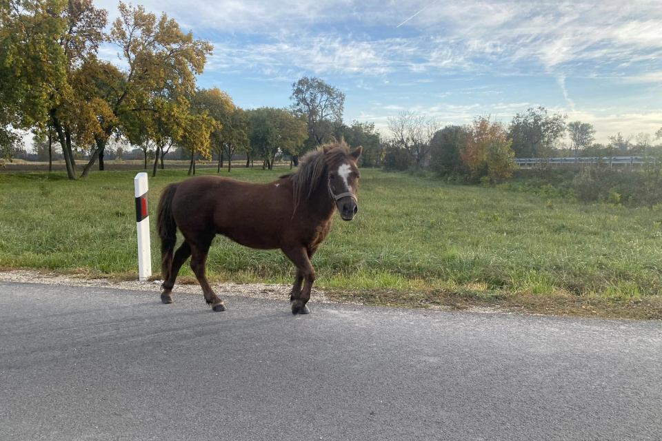 Kôň je pokojný, prechádzajte okolo prosím opatrne. | Foto: Heiser Hajni. Trnavsky Kraj Dopravny Servis, fb