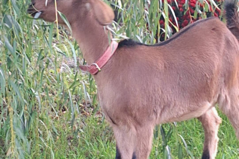 Koza zaujala aj svojim obojkom. | Foto: Emilia Milka, Sereď a okolie