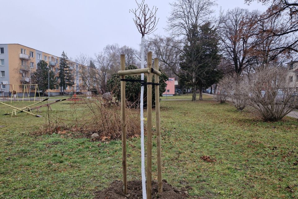 Pribudne tam stovka stromov | Zdroj: Mesto Piešťany