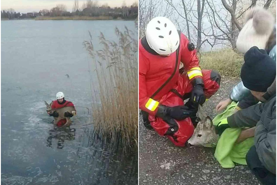 Srnka by mala byť vďaka hrdinskému zásahu v poriadku. | Foto: HaZZ