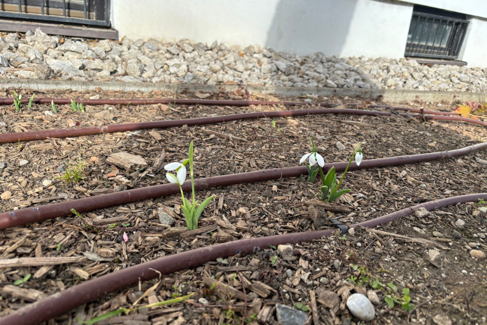 Snežienky sme našli už v Ružovom parku v Trnave I Foto: Zuzana Benková, Trnavské rádio