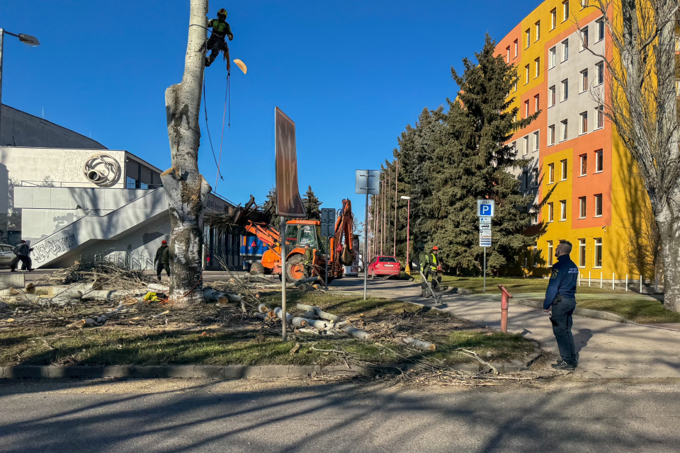 Orezávanie stromov na Rybníkovej v Trnave | Foto: Dušan Vančo