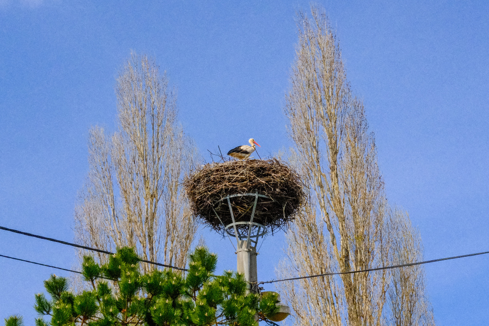 Bociany neďaleko Trnavy v týchto dňoch. | Foto: Pavol Holý, Trnavské rádio