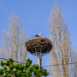 Bociany neďaleko Trnavy v týchto dňoch. | Foto: Pavol Holý, Trnavské rádio