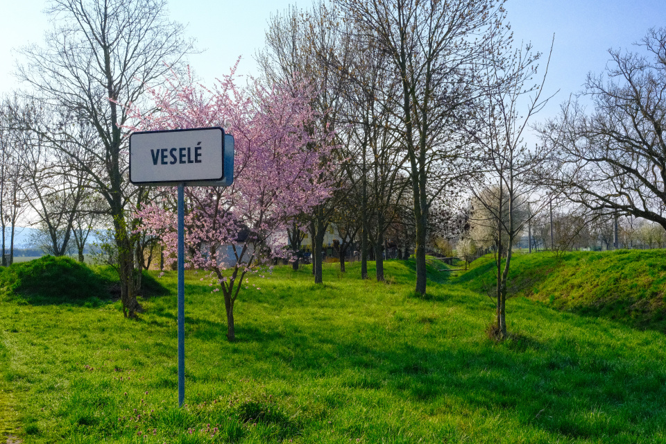 Rozkvitnuté Veselé. | Foto: dv, Trnavské rádio