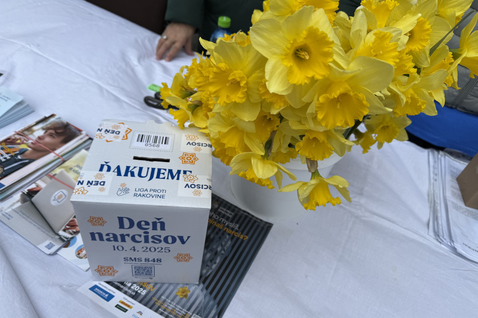 Narcis ako symbol nádeje pre onkologických pacientov | Foto: Michaela Martišíková, Trnavské rádio