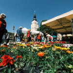 Kam ven v Trnave? Na Májový kvet v Trnave! | Foto: Pavol Holý, Trnavské rádio
